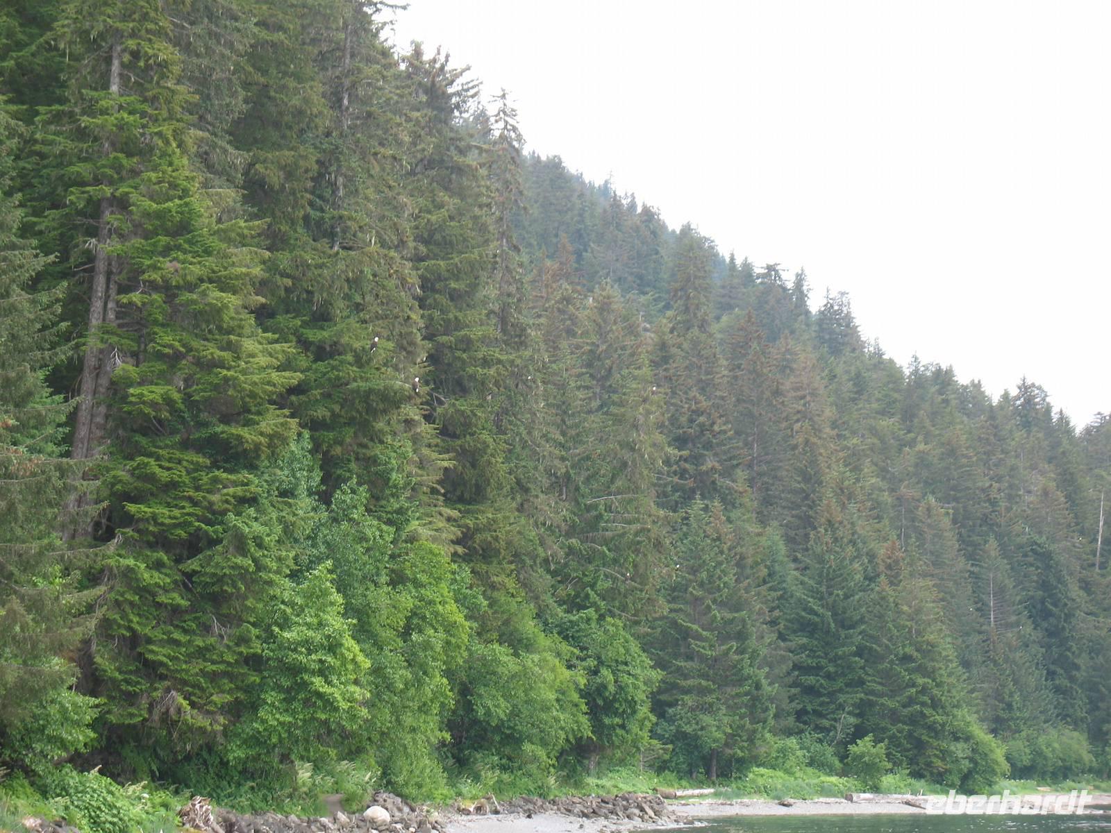 Fahrt mit der Waldbahn in Icy Strait Point