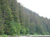 Fahrt mit der Waldbahn in Icy Strait Point