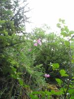 Spaziergang des Nugget Falls Trails zum Wasserfall beim Mendenhall-Gletscher