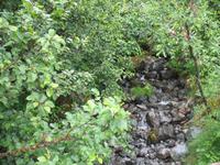 Spaziergang des Nugget Falls Trails zum Wasserfall beim Mendenhall-Gletscher