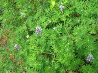 Spaziergang des Nugget Falls Trails zum Wasserfall beim Mendenhall-Gletscher