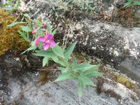 Spaziergang des Nugget Falls Trails zum Wasserfall beim Mendenhall-Gletscher
