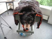 Mendenhall-Gletscher Visitor Information