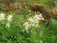 Mendenhall-Gletscher Visitor Information