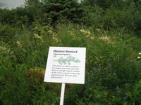 Mendenhall-Gletscher Visitor Information