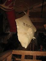 Red Dog Saloon in Juneau