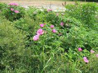 Individuelle Stadtbesichtigung von Skagway