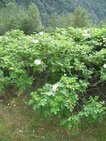 Individuelle Stadtbesichtigung von Skagway