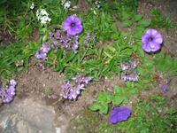 Besuch der Butchart Gardens in Victoria, British Columbia