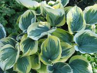 Besuch der Butchart Gardens in Victoria, British Columbia