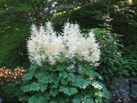 Besuch der Butchart Gardens in Victoria, British Columbia