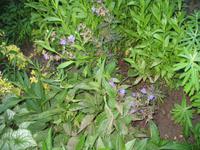 Besuch der Butchart Gardens in Victoria, British Columbia