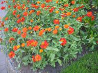 Besuch der Butchart Gardens in Victoria, British Columbia