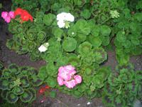 Besuch der Butchart Gardens in Victoria, British Columbia