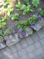 Besuch der Butchart Gardens in Victoria, British Columbia