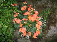 Besuch der Butchart Gardens in Victoria, British Columbia