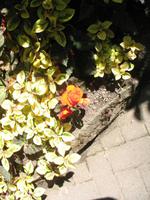 Besuch der Butchart Gardens in Victoria, British Columbia