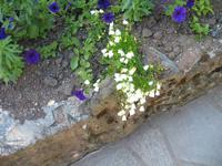 Besuch der Butchart Gardens in Victoria, British Columbia