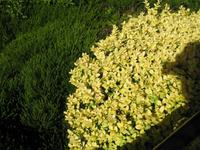 Besuch der Butchart Gardens in Victoria, British Columbia