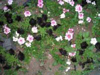 Besuch der Butchart Gardens in Victoria, British Columbia