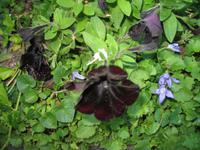 Besuch der Butchart Gardens in Victoria, British Columbia