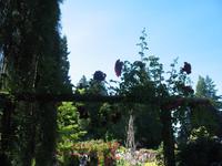 Besuch der Butchart Gardens in Victoria, British Columbia