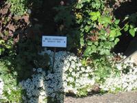 Besuch der Butchart Gardens in Victoria, British Columbia