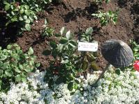 Besuch der Butchart Gardens in Victoria, British Columbia