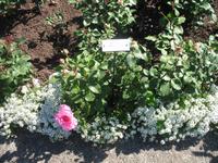 Besuch der Butchart Gardens in Victoria, British Columbia