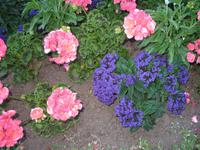 Besuch der Butchart Gardens in Victoria, British Columbia