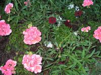 Besuch der Butchart Gardens in Victoria, British Columbia