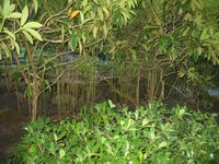 Besuch der Butchart Gardens in Victoria, British Columbia