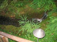 Besuch der Butchart Gardens in Victoria, British Columbia