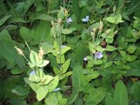 Besuch der Butchart Gardens in Victoria, British Columbia