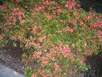 Besuch der Butchart Gardens in Victoria, British Columbia