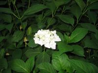 Besuch der Butchart Gardens in Victoria, British Columbia