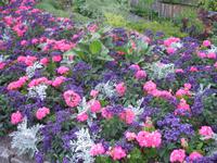 Besuch der Butchart Gardens in Victoria, British Columbia