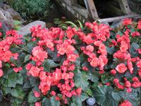 Besuch der Butchart Gardens in Victoria, British Columbia