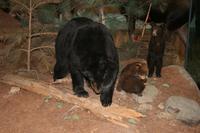 Im Besucherzentrum des Algonquin-Park