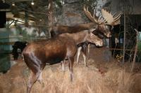 Im Besucherzentrum des Algonquin-Park