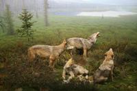 Im Besucherzentrum des Algonquin-Park