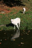 Wölfe im Omega Wildpark