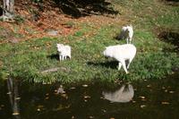 Wölfe im Omega Wildpark