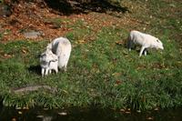 Wölfe im Omega Wildpark