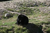 Schwarzbären im Omega Wildpark