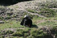 Schwarzbären im Omega Wildpark
