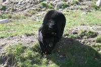 Schwarzbären im Omega Wildpark