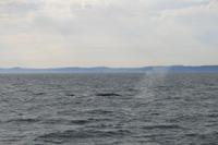 Walbeobachtung im St.-Lorenz-Strom