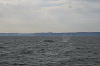 Walbeobachtung im St.-Lorenz-Strom