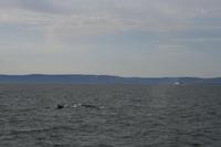 Walbeobachtung im St.-Lorenz-Strom